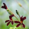 images/Bilder/Slideshows/GeraniumSiduides.jpg