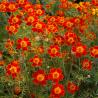 images/Bilder/Slideshows/Gewuerztagetes.jpg