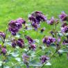 images/Bilder/Slideshows/Hopfenoregano.jpg