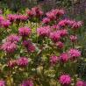 images/Bilder/Slideshows/MonardaFistulosum.jpg