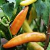 images/Bilder/Slideshows/Paprika.jpg