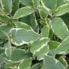 images/Bilder/Slideshows/SalviaOfficinalis.jpg