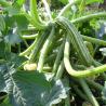 images/Bilder/Slideshows/Zuccini.jpg